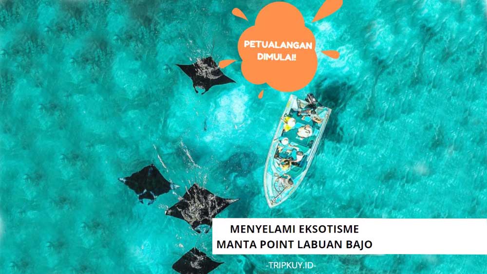 Menyelami Eksotisme Manta Point Labuan Bajo