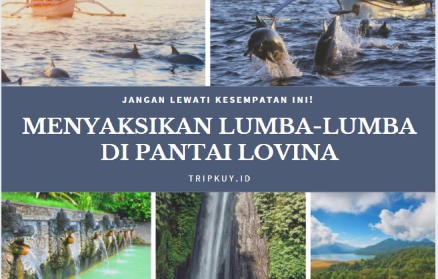 Paket Tur Spesial: Menyaksikan Lumba-lumba di Pantai Lovina