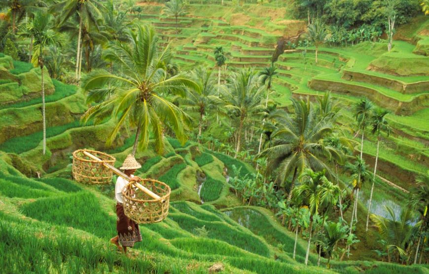 Paket Tur 1 Hari Rafting Sungai Ayung (All In)