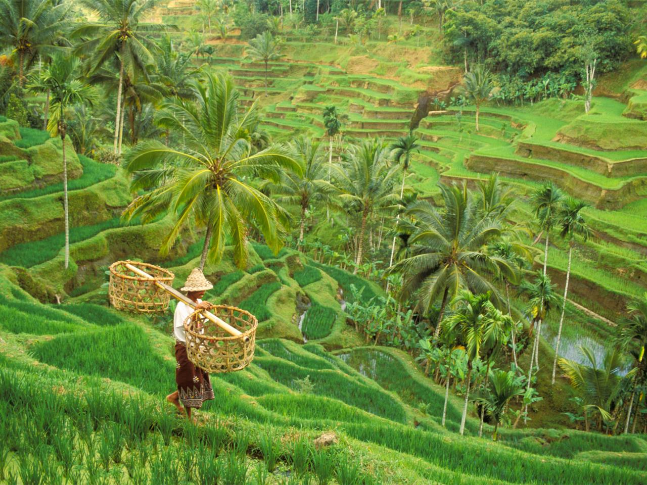 Menikmati Keindahan Desa Ubud Yang Terkenal Dengan Desa Seni di Bali