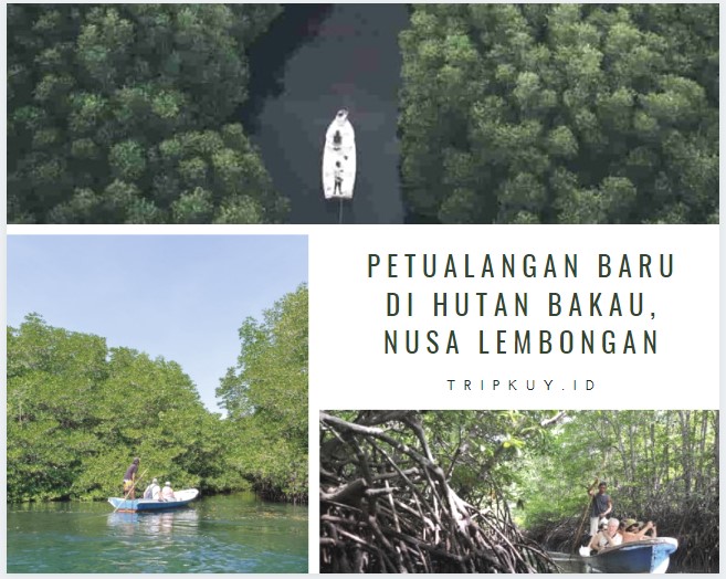 Petualangan Baru di Hutan Bakau, Nusa Lembongan